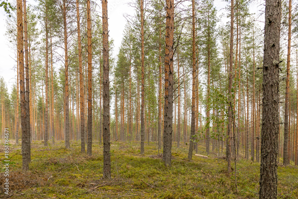 Fototapeta premium Finnland, Land der unendlichen Weite und der Ruhe