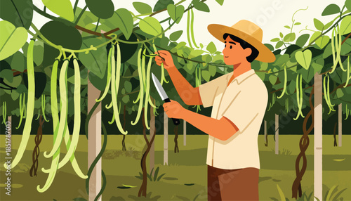 A farmer harvests long green beans from a vine in a lush garden