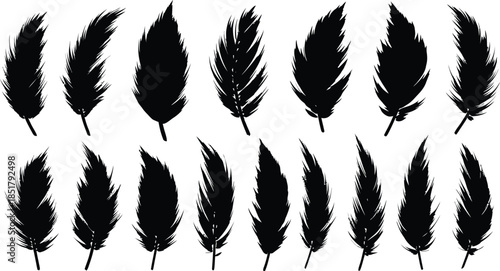 Collection of black feathers on white background