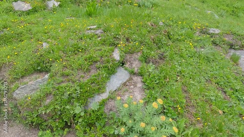 Hiking on partly stony hiking trail with grass around and rocks above bellow Passo delle Mangioire in Graian Alps in Italy