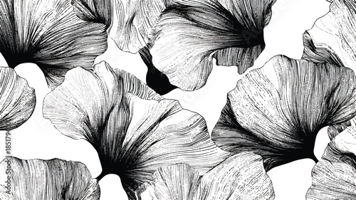 black and white illustration of ginkgo biloba leaves on white background