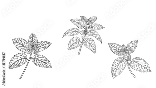 A sprig of mint with leaves, a black and white sketch. Vector illustration. Medicinal and cosmetic herbs, a set of silhouettes isolated on a white background.39