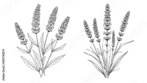 A sprig of lavender with leaves, a black and white sketch. Vector illustration. Medicinal and cosmetic herbs, a set of bouquets, isolated on a white background.46