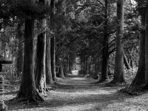 戸隠　山中風景