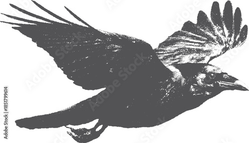 Flying crow vector illustration, detailed black silhouette with strong wings. Simple artwork representing nature and wildlife.
