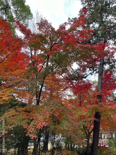 鎌倉の紅葉