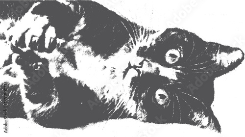 Black and white cat portrait. Closeup illustration in a simple vector graphic style showcasing unique eyes and whiskers.