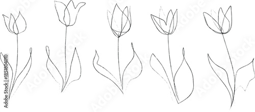 Black and white illustration of seven tulip flowers in various stages of bloom