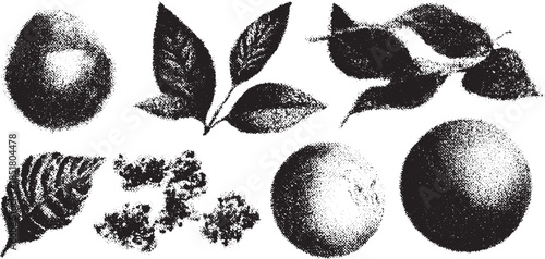 Fruit and leaves in a black and white vector illustration style. This detailed botanical illustration features shapes like oranges and apples in a set.