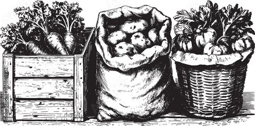 Rustic vegetables including carrots, potatoes, and tomatoes in a set. Hand-drawn black and white vector illustration showcasing natural food.