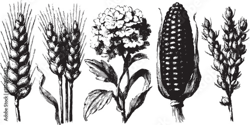 Wheat and corn plant set in vintage style. Detailed botanical vector illustration in black and white.