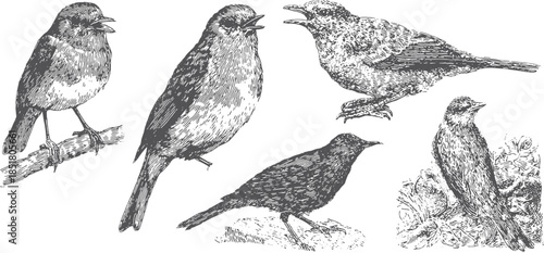 Vintage bird illustration in black and white. Detailed hand-drawn set of avian species ideal for decorative applications in vector format.