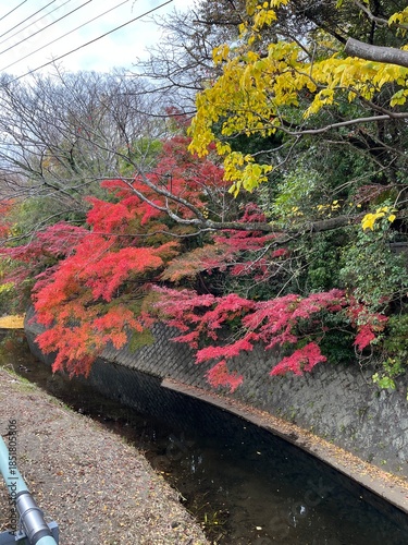 鎌倉の紅葉