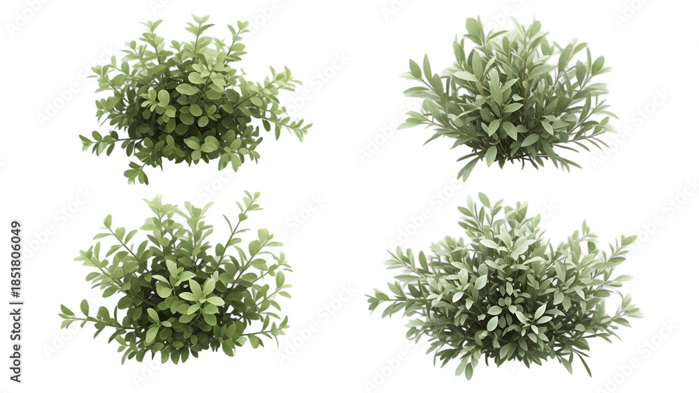 Fototapeta premium Four rosemary herb bushes isolated on transparent background