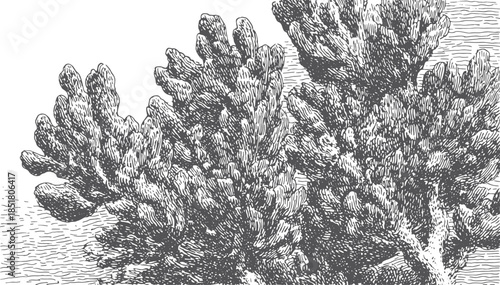 Detailed black and white coral illustration set. Botanical vector asset showcasing the beauty and biodiversity of marine organisms in natural habitats.