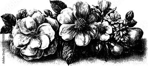 Antique flower engraving with detailed black outline. A vintage botanical illustration set showcasing elegance in nature and featuring vector design.