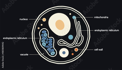 Diagram of a simplified cell showing organelles like the nucleus, mitochondria, and vacuole