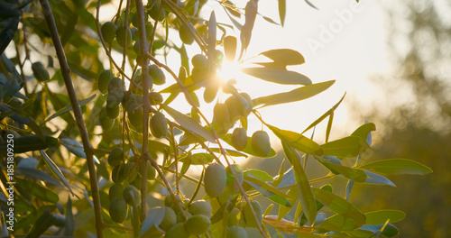 Soft sunlight streaming through olive branches, highlighting verdant olives gradually ripening against lush green foliage in golden morning light