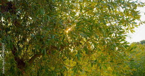 Wallpaper Mural Sun rays through young olive trees in small local farm. Olive trees cultivated for olive oil. Torontodigital.ca