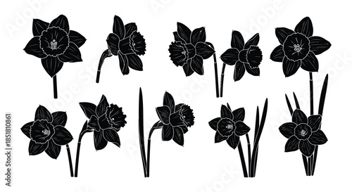 Black and white silhouette illustration of daffodil flowers in various stages