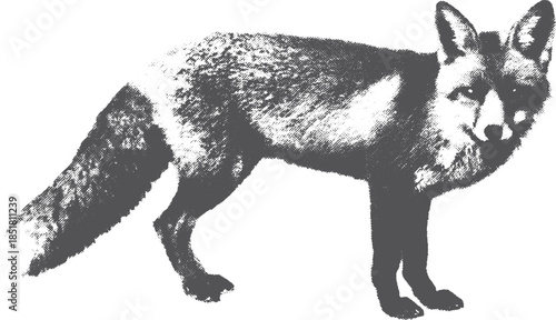 Fox illustration in monochrome style. Detailed animal vector set showcasing wildlife in a natural environment.