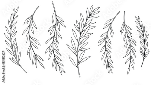 A collection of delicate hand-drawn branches with small leaves.