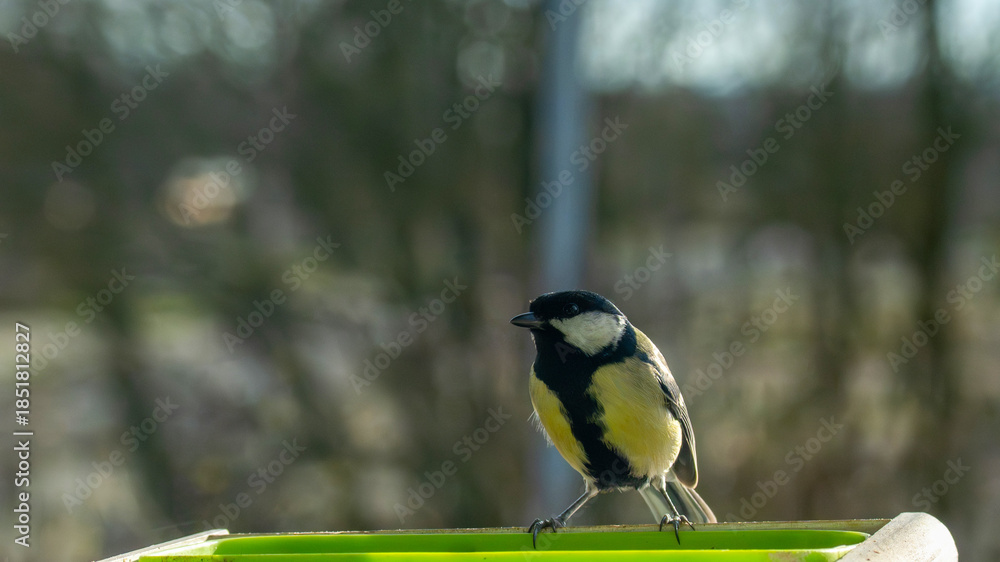 Obraz premium Charming Great Tit Perched On A Green Container In Bright Outdoor Light During Spring Morning