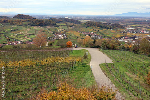 Herbstlandschaft bei Vogtsburg am Kaiserstuhl