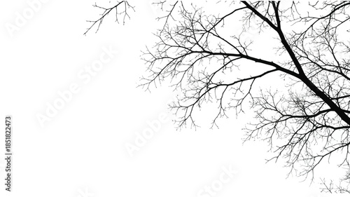 Minimalist Black and White Bare Tree Branch Silhouette Illustration
