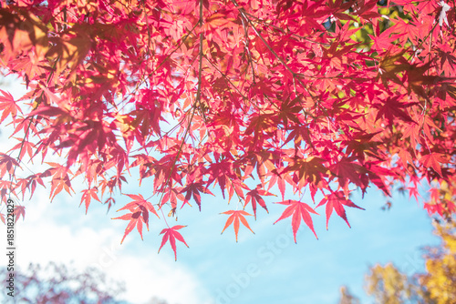 紅葉と空