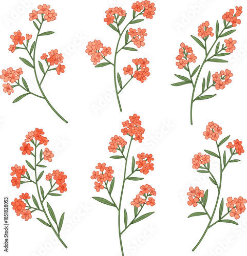 Create a set of Twig of coral limonium flowers vector art with white background..