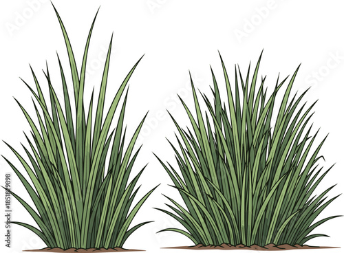 Create a Two grass shurbs vector art with white background..