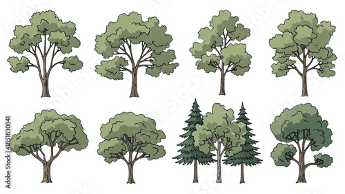 Collection of various tree illustrations showcasing different species and foliage on a white background from a straightforward viewpoint
