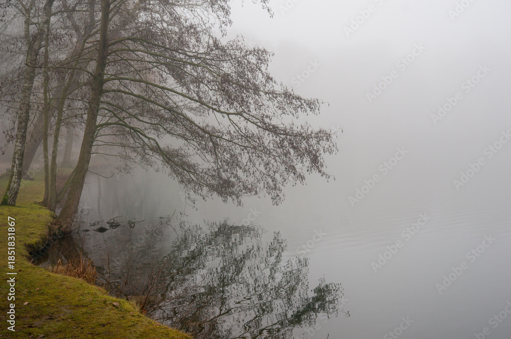 Fototapeta premium misty morning in the forest