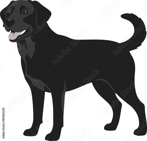 Black Labrador Retriever dog vector illustration. Happy standing canine pet with a wagging tail and friendly expression