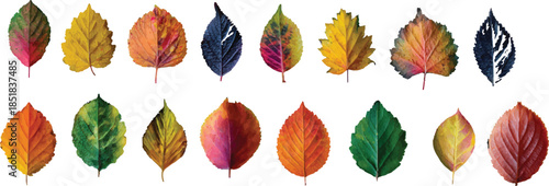 set of colorful autumn leaves