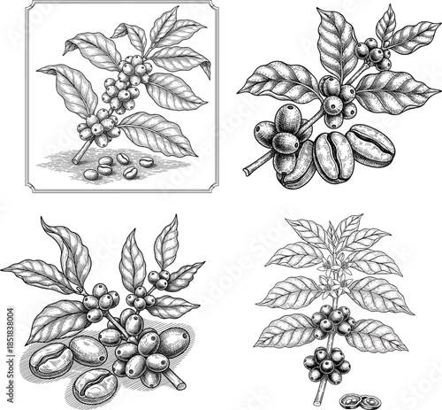 Coffee Beans and Coffee Branch Etching Engraving Style Vector Icon Set Isolated Vintage Botanical Food Illustration