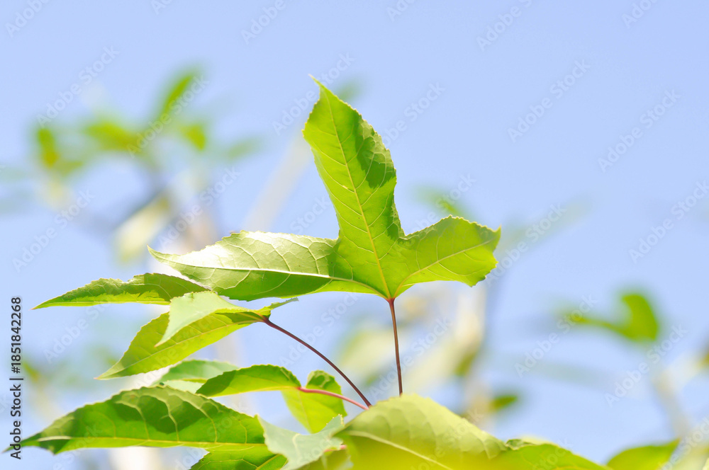 Obraz premium maple leaf, maple leaves or green leaf or Acer saccharum Marsh