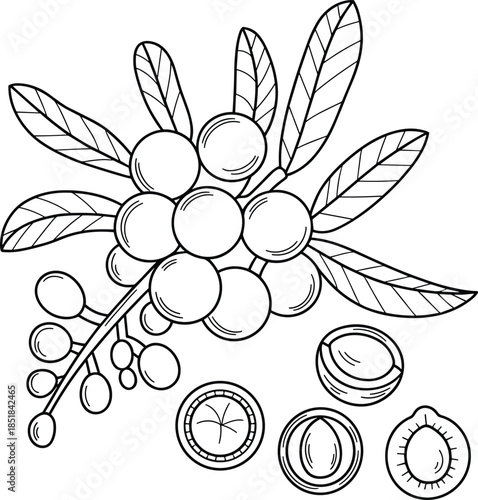 Hand drawn macadamia nut branch illustration, black white botanical line art engraving style vector isolated