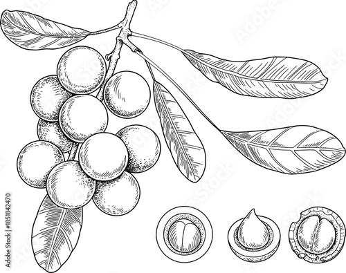Hand drawn macadamia nut branch illustration, black white botanical line art engraving style isolated