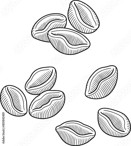 Hand drawn coffee bean illustration, black white line art seeds engraving style vector isolated printable