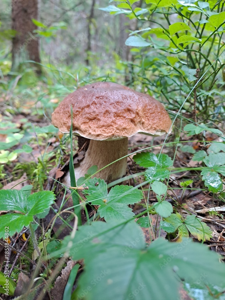 Fototapeta premium mushroom in the forest
