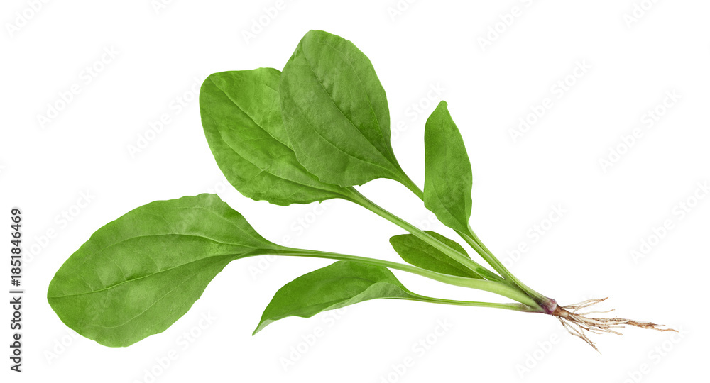 Fototapeta premium plantain leaves isolated on white background. clipping path