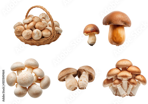 Fresh porcini mushrooms isolated on transparent background