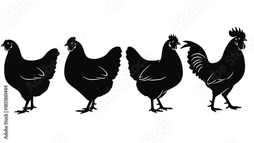 Four black silhouettes of chickens and a rooster stand on a white background.