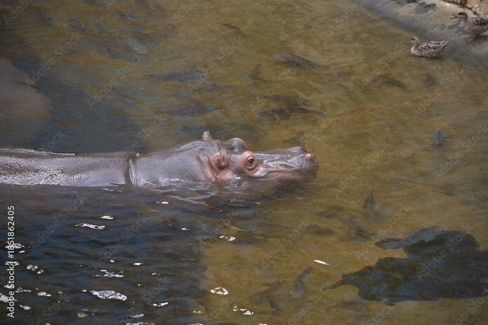 Fototapeta premium Nile Hippopotamus Swimming Calmly