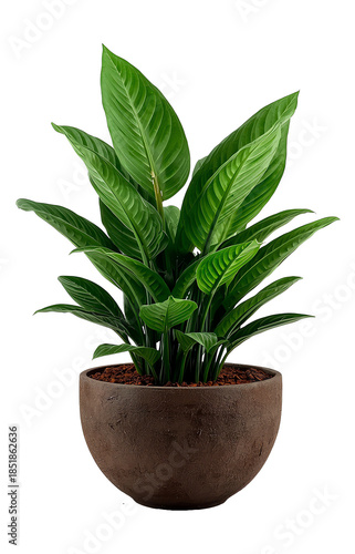 plant in a pot, isolated, no background