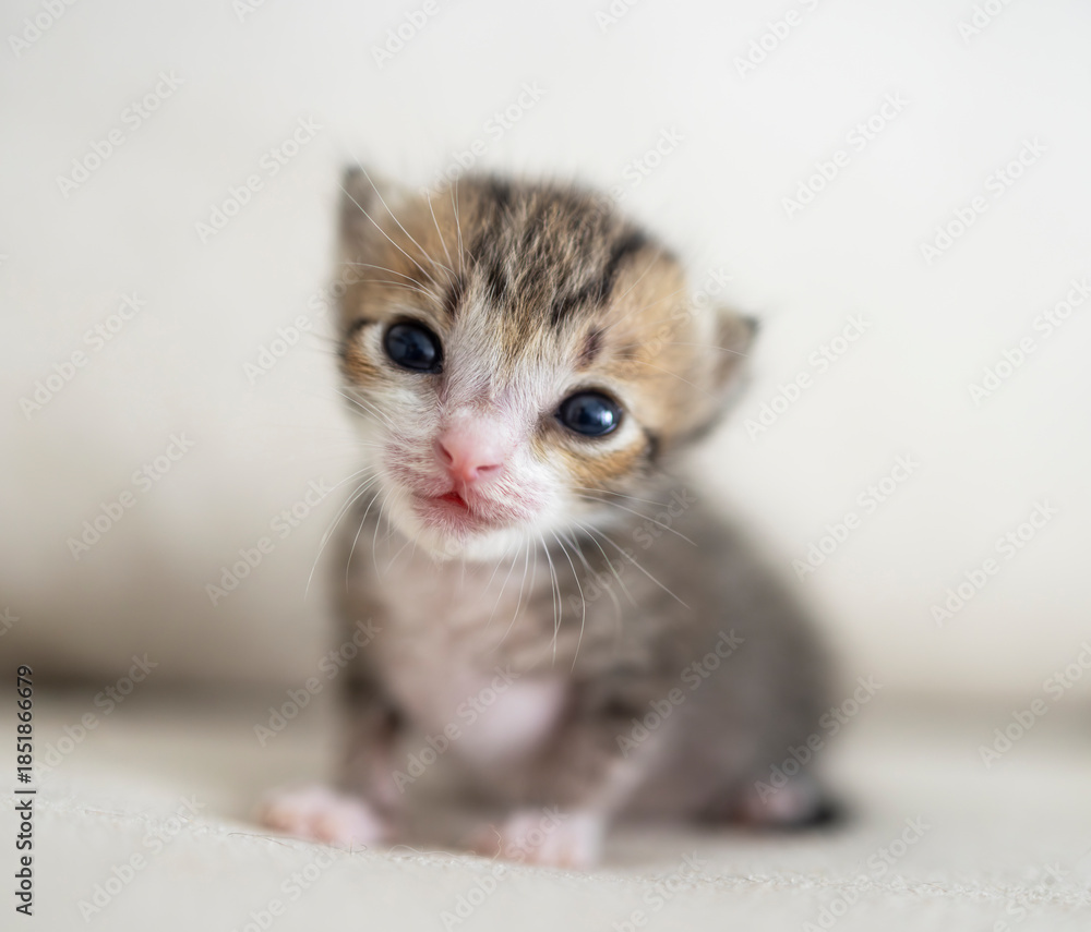 Naklejka premium Closeup of smiling Tiny cute baby kitten
