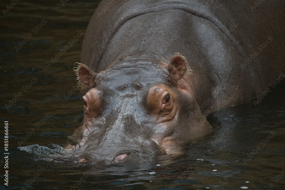 Fototapeta premium Hippopotamus Swimming in the Water