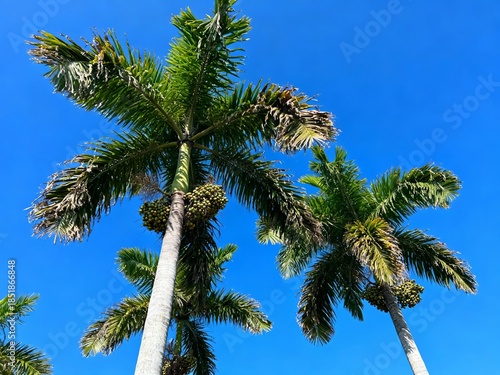 Wallpaper Mural Tall palm trees with coconuts against a clear blue sky Torontodigital.ca
